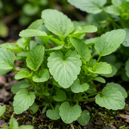 Viola Cornuta Seeds – Large Flower Mix