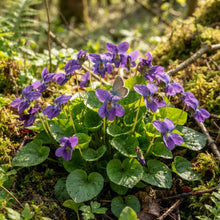 Viola odorata 'Queen Charlotte' Seeds for Planting
