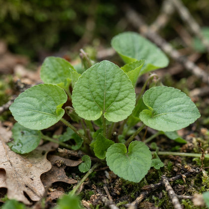 Viola odorata 'Queen Charlotte' Seeds for Planting