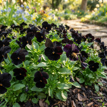 Viola Back to Black Flower Seeds for Planting
