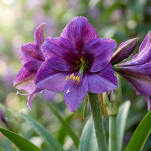 Violet Amaryllis Seeds for Planting