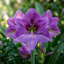 Violet Amaryllis Seeds for Planting