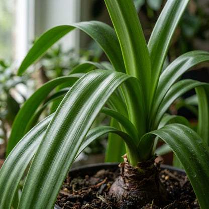 Violet Amaryllis Seeds for Planting