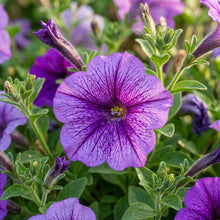 Violet Petunia Seeds - Violet Petunia Flower Seeds for Garden