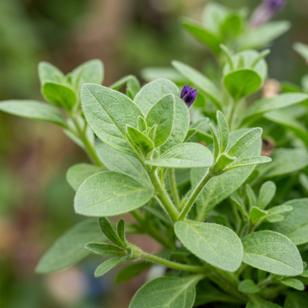 Violet Petunia Seeds - Violet Petunia Flower Seeds for Garden