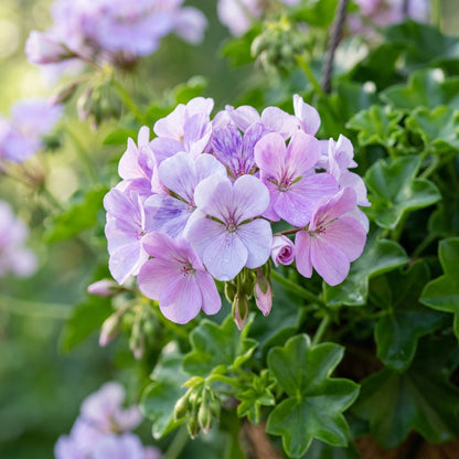 Climbing Geranium Light Violet Seeds - Geranium Flower Seeds for Garden