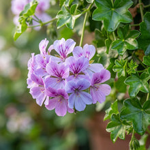 Climbing Geranium Light Violet Seeds - Geranium Flower Seeds for Garden