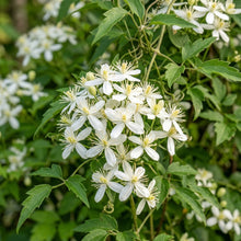 Virgins Bower Seeds - Clematis Perennial Climber