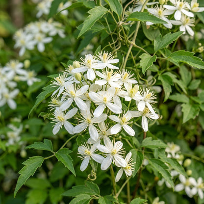 Virgins Bower Seeds - Clematis Perennial Climber