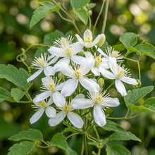 Virgins Bower Seeds - Clematis Perennial Climber