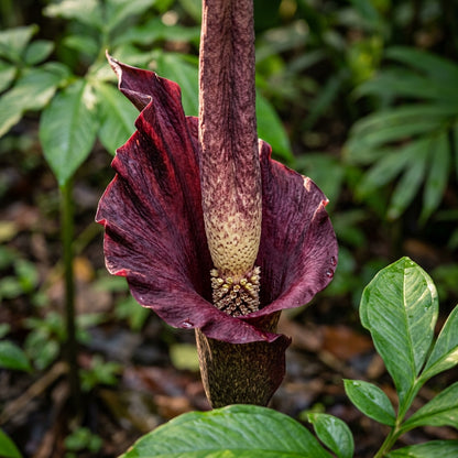Voodoo Lily (Amorphophallus) Seeds for Planting