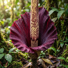 Voodoo Lily (Amorphophallus) Seeds for Planting