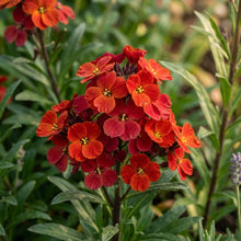 Wallflower Fire King Flower Seeds For Planting