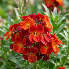 Wallflower Fire King Flower Seeds For Planting