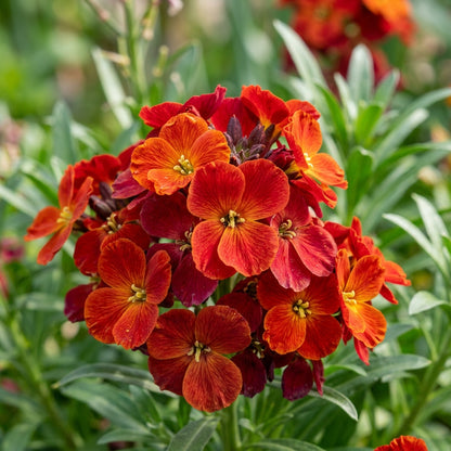 Wallflower Fire King Flower Seeds For Planting