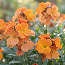 Cheiranthus Allionii Wallflower Seeds For Planting