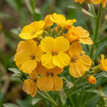 Wallflower Cloth of Gold Flower Seeds For Planting