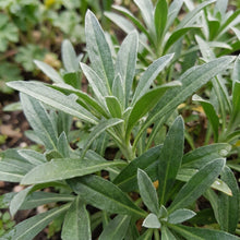 Cheiranthus Allionii Wallflower Seeds For Planting