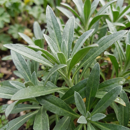 Cheiranthus Allionii Wallflower Seeds For Planting
