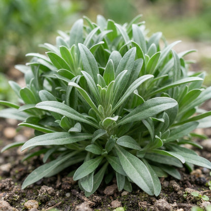 Wallflower Cloth of Gold Seeds for Garden Planting