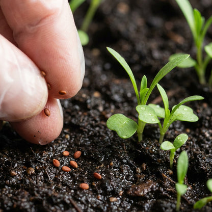 Cheiranthus Allionii Wallflower Seeds For Planting