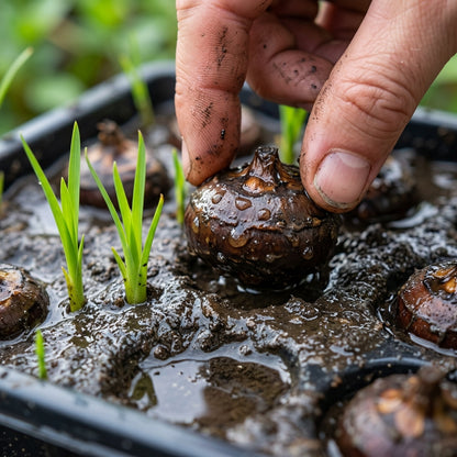 Water Chestnut Corm Bulbs for Aquatic Planting - Water Garden & Pond Growing Bulbs for Outdoor Containers