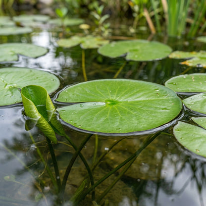 Water Lily Seeds for Planting