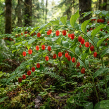 Watermelon Berry (Streptopus amplexifolius) Seeds for Planting