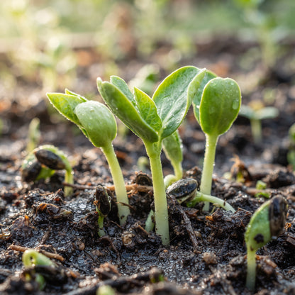 Congo Watermelon Seeds for Planting