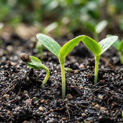 Golden Midget Watermelon Seeds for Planting
