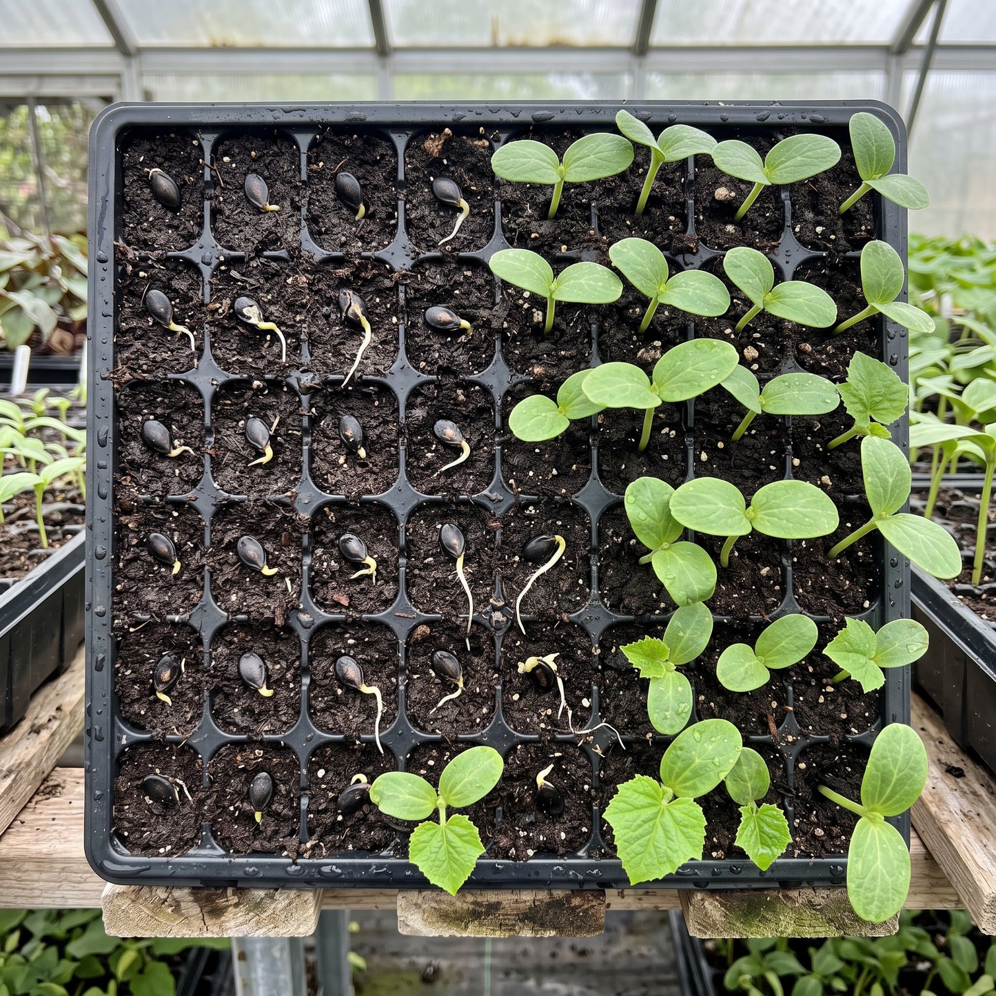 Dixie Queen Watermelon Seeds for Planting