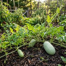 Charleston Grey Watermelon Seeds for Planting