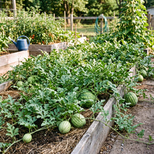 Congo Watermelon Seeds for Planting