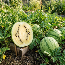 Cream of Saskatchewan Watermelon Seeds for Planting