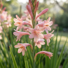 Watsonia borbonica Flower Seeds for Planting