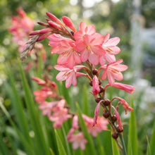 Watsonia meriana var. bulbillifera Seeds for Garden Planting