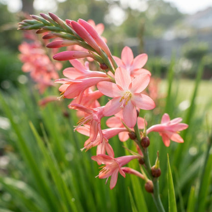 Watsonia meriana var. bulbillifera Seeds for Garden Planting
