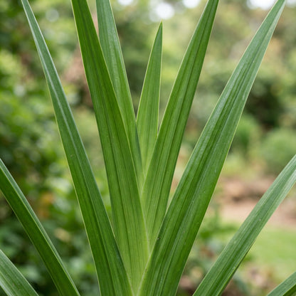 Watsonia meriana var. bulbillifera Seeds for Garden Planting