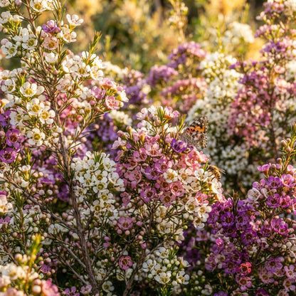 Mixed Wax Flower Seeds for Planting