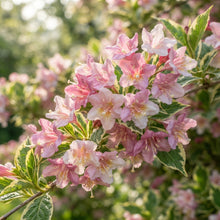 Weigela Florida Versicolor Seeds for Garden Planting