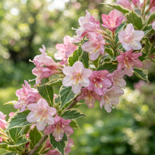 Weigela Florida Versicolor Seeds for Garden Planting