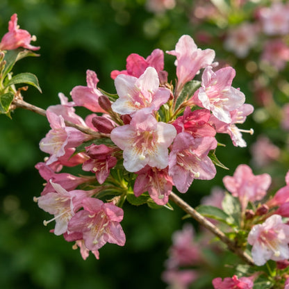 Weigela Florida Snowflake Seeds for Garden Planting