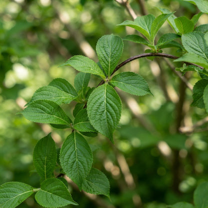 Weigela Florida Seeds for Garden Planting
