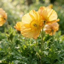 Welsh Poppy Seeds for Planting