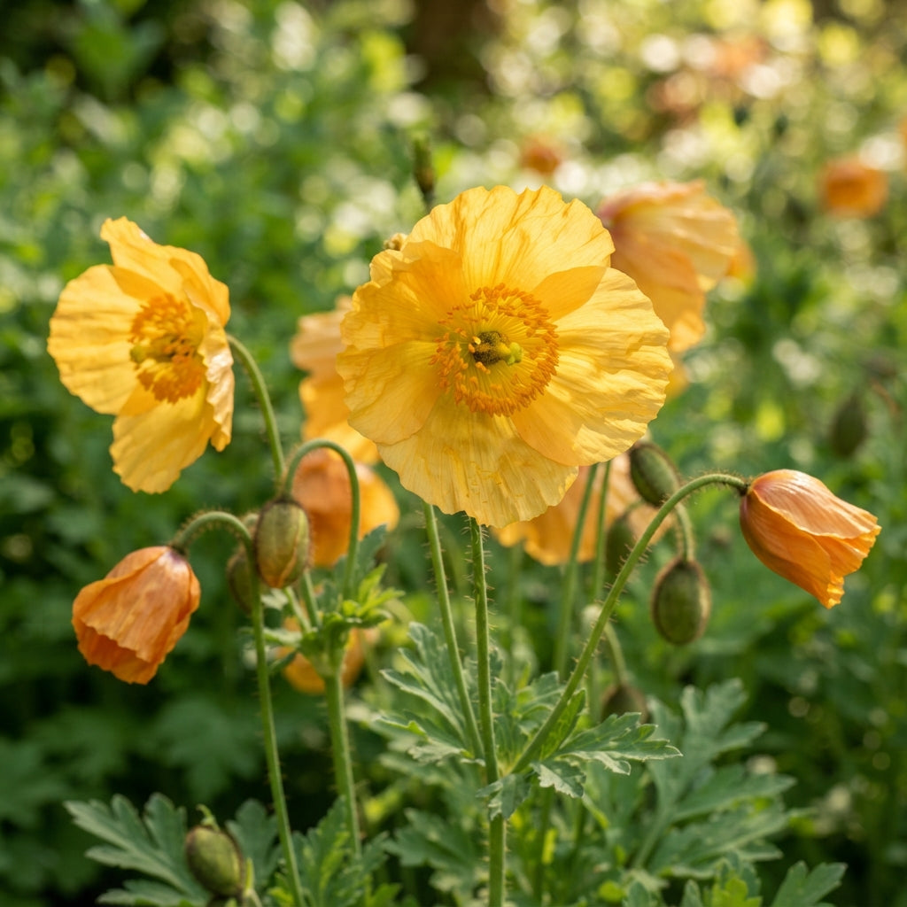 Welsh Poppy Seeds for Planting