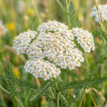 Western Yarrow Flower Seeds For Planting