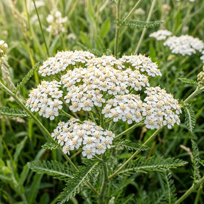Western Yarrow Flower Seeds For Planting
