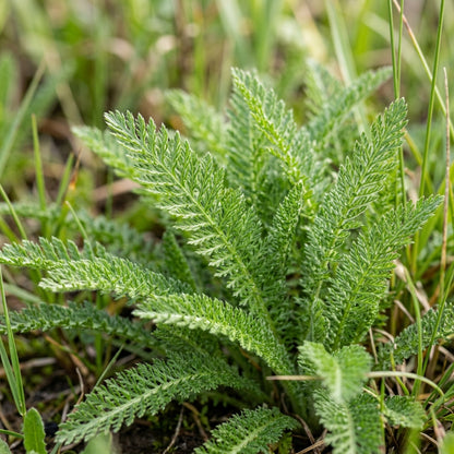 Western Yarrow Flower Seeds For Planting