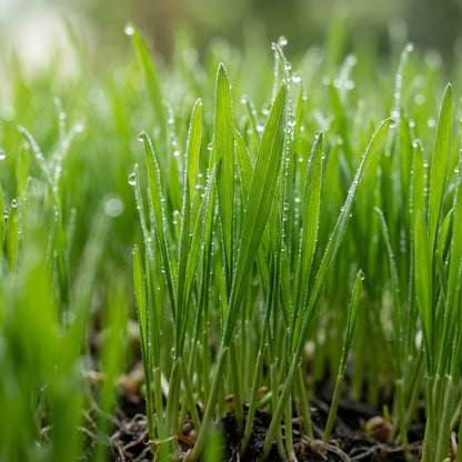 Wheatgrass Seeds for Indoor and Outdoor Growing