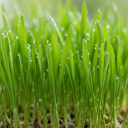 Wheatgrass Seeds for Indoor and Outdoor Growing